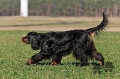 Pedigree WARCHANT TWILIGHT BOLERO Pedigree WARCHANT TWILIGHT BOLERO